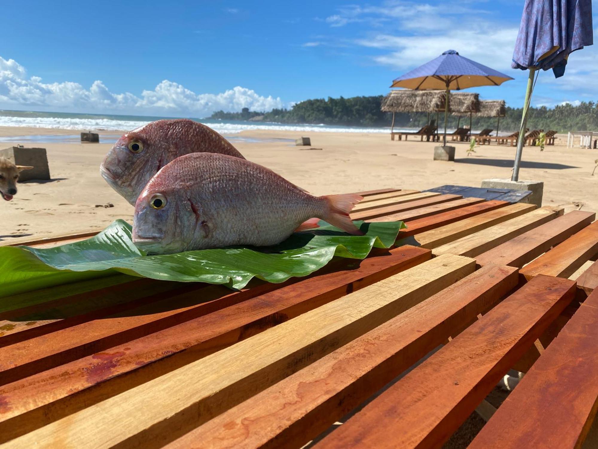 ホテル Talalla Bay Beach エクステリア 写真